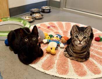 Taco (bonded with Tostada) -  Domestic Short Hair Cat for Adoption in Oakland, California - Taco (bonded With Tostada) | PetCurious