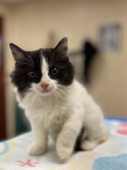 GEMMA -  Domestic Long Hair Cat for Adoption in Aliquippa, Pennsylvania - GEMMA | PetCurious