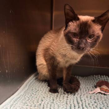 Rescue Domestic Short Hair and Siamese Cats for Adoption in Hinesville, Georgia - Shikona | PetCurious