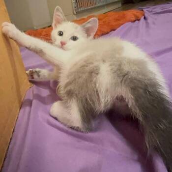 Isabella -  Domestic Short Hair Cat for Adoption in Woodstock, Virginia - Isabella | PetCurious