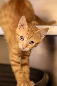 Luna -  Domestic Short Hair Cat for Adoption in Dothan, Alabama - Luna | PetCurious