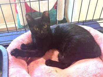 Rescue American Shorthair Cats for Adoption in Schertz, Texas - Pamela | PetCurious