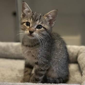 Ivy -  Domestic Short Hair Cat for Adoption in NEW PT RICHEY, Florida - Ivy | PetCurious