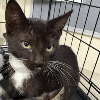 Corlys -  Domestic Short Hair Cat for Adoption in Pasadena, California - Corlys | PetCurious