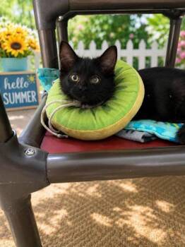 Webber -  Domestic Long Hair Cat for Adoption in Belleville, Michigan - Webber | PetCurious