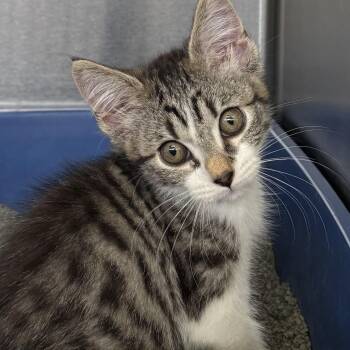Rapunzel -  Domestic Short Hair Cat for Adoption in Wantagh, New York - Rapunzel | PetCurious