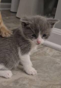 Domestic Medium Hair Cats Available for Adoption in Homer Glen, Illinois - Quokka | PetCurious