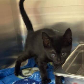 Sally -  Domestic Short Hair Cat for Adoption in Blairsville, Georgia - Sally | PetCurious