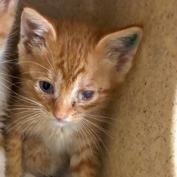 Morty -  Domestic Short Hair Cat for Adoption in San Antonio, Texas - Morty | PetCurious