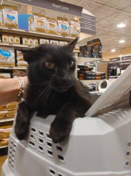 Domestic Short Hair Cats Available for Adoption in Shawnee, Kansas - Jagger | PetCurious