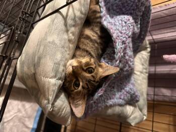 HARRY -  Domestic Short Hair Cat for Adoption in Ben Avon, Pennsylvania - HARRY | PetCurious