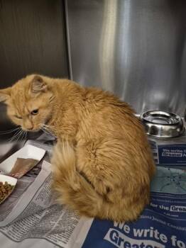 Sf-25c -  Domestic Short Hair Cat for Adoption in Lawrenceville, Georgia - Sf-25c | PetCurious