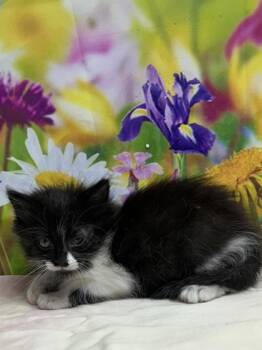 Domestic Medium Hair and Domestic Short Hair Cats Available for Adoption in San Antonio, Texas - Ashley | PetCurious