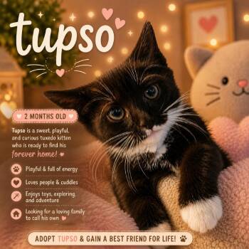 Tupso -  Domestic Short Hair Cat for Adoption in Waldorf, Maryland - Tupso | PetCurious