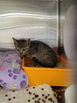 Vida -  Domestic Short Hair Cat for Adoption in Atlanta, Georgia - Vida | PetCurious