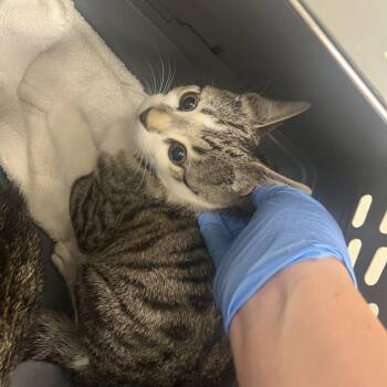 71408 -  Domestic Short Hair Cat for Adoption in Harrisonburg, Virginia - 71408 | PetCurious