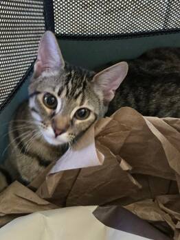 Tank -  Domestic Short Hair Cat for Adoption in Glendale, Arizona - Tank | PetCurious