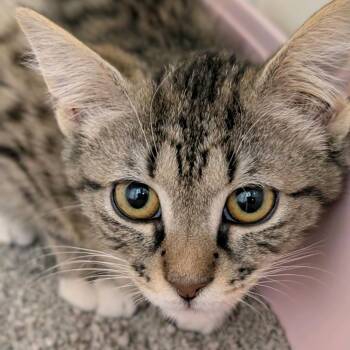 Domestic Short Hair Cats Available for Adoption in Buffalo, New York - Lemon Pie | PetCurious