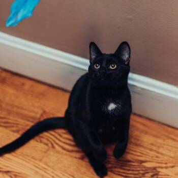 Rescue Domestic Short Hair Cats for Adoption in Royal Oak, Michigan - Lavender | PetCurious