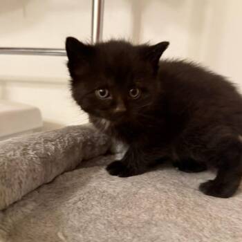 Domestic Short Hair Cats Available for Adoption - Cherry | PetCurious