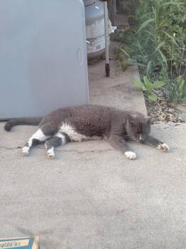 Boots -  Domestic Short Hair Cat for Adoption - Boots | PetCurious