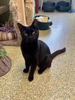 Loki -  Domestic Short Hair Cat for Adoption in Warwick, Rhode Island - Loki | PetCurious