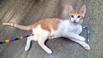Pinnacles -  Domestic Short Hair Cat for Adoption in Apex, North Carolina - Pinnacles | PetCurious