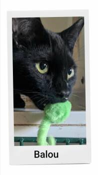 Balou -  Domestic Short Hair Cat for Adoption in Caistor Centre, Ontario - Balou | PetCurious