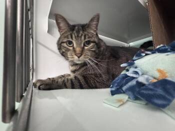 Domestic Short Hair Cats Available for Adoption in Saint Paul, Minnesota - Lightning | PetCurious