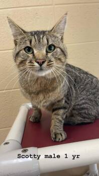 Scotty -  Domestic Short Hair Cat for Adoption in Fort Payne, Alabama - Scotty | PetCurious