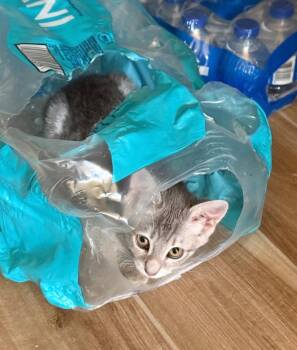 Dandelion -  Domestic Short Hair and Siamese Cat for Adoption in St. George, Utah - Dandelion | PetCurious