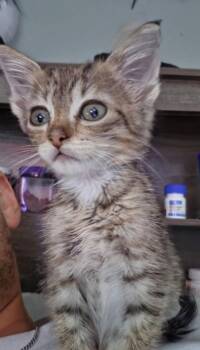 Hazel -  Domestic Short Hair Cat for Adoption in Bossier City, Louisiana - Hazel | PetCurious