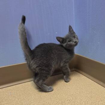 Raja -  Domestic Short Hair Cat for Adoption in Brookings, South Dakota - Raja | PetCurious