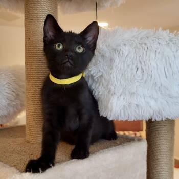 Souvenir -  Domestic Short Hair Cat for Adoption in Richmond, Virginia - Souvenir | PetCurious