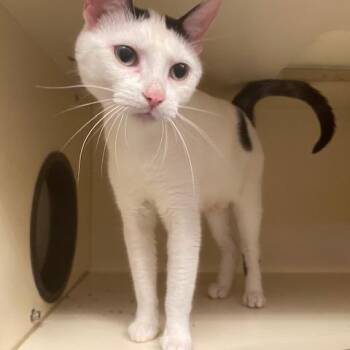 Domestic Short Hair Cats Available for Adoption in Dayton, Ohio - Flounder | PetCurious