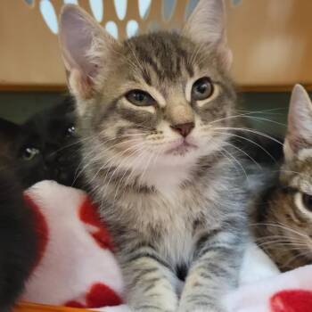 Appa -  Domestic Short Hair Cat Available for Adoption in Sarasota, Florida - Appa | PetCurious