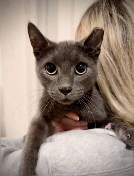 Rescue Russian Blue Cats for Adoption - Perle | PetCurious