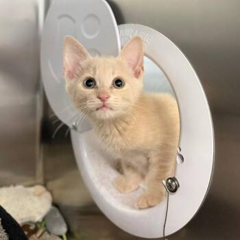 Winston -  Domestic Short Hair Cat for Adoption in Marshall, Virginia - Winston | PetCurious