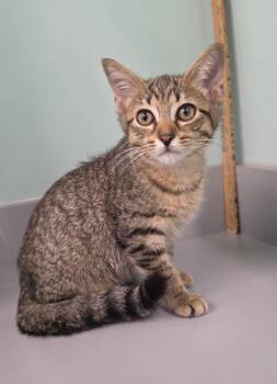 Jazzy -  Domestic Short Hair Cat for Adoption in Athens, Tennessee - Jazzy | PetCurious