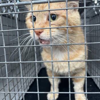 American Shorthair Cats Available for Adoption in Lake Jackson, Texas - Stimpy | PetCurious