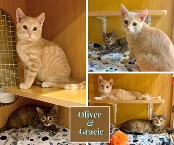 Oliver and Gracie -  Domestic Short Hair Cat for Adoption in Manhattan, Kansas - Oliver And Gracie | PetCurious