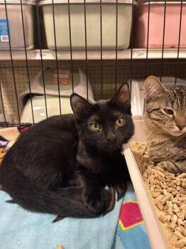 Benji -  Domestic Short Hair Cat for Adoption in Deltona, Florida - Benji | PetCurious