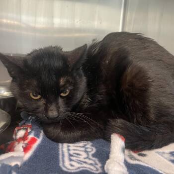 Domestic Short Hair Cats Available for Adoption - Forest | PetCurious