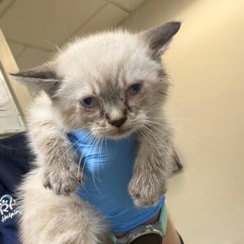 Sebastian -  Siamese Cat for Adoption in Harrisonburg, Virginia - Sebastian | PetCurious
