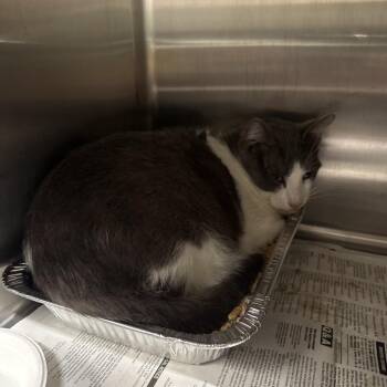 Domestic Short Hair Cats Available for Adoption in Pauls Valley, Oklahoma - Deep | PetCurious
