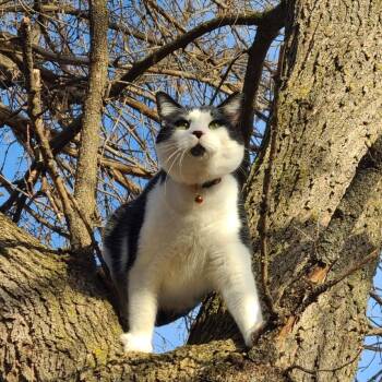 Rescue Domestic Short Hair Cats for Adoption in Barron, Wisconsin - STEVE *Dog Trapped In Cat Body* | PetCurious