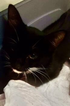 Lane -  Domestic Short Hair Cat for Adoption in St. Cloud, Florida - Lane | PetCurious