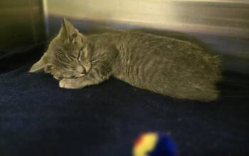 Pepsi -  Domestic Short Hair Cat for Adoption in Dickson, Tennessee - Pepsi | PetCurious