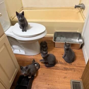 Roly poly -  Domestic Short Hair Cat for Adoption in Asheville, North Carolina - Roly Poly | PetCurious