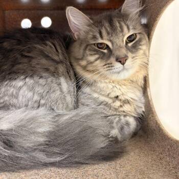 Smokie -  Domestic Medium Hair Cat for Adoption in Newark, New Jersey - Smokie | PetCurious